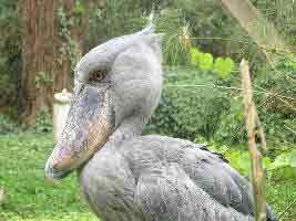 shoebill storks
